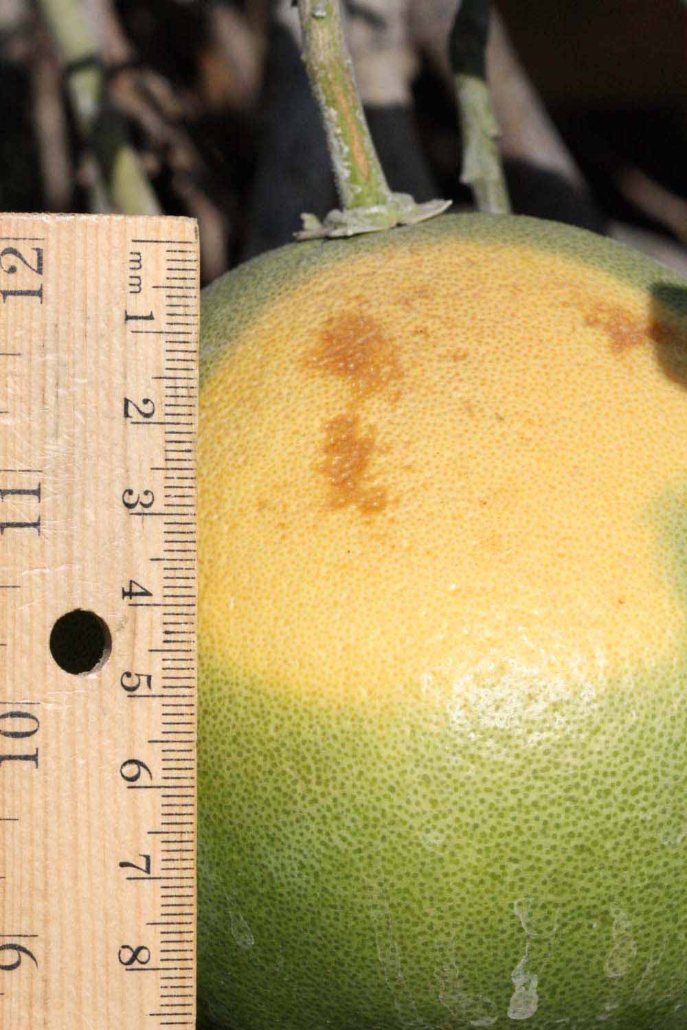            Fruit (Riverside, CA)   